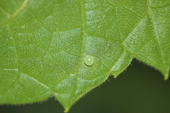 Amphion floridensis