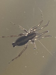 Herpyllinae