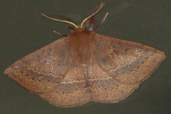 Anthela repleta