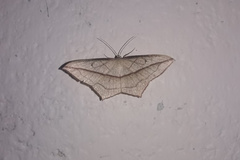 Timandra correspondens