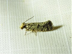 Amydria margoriella