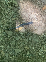 Plethodon glutinosus