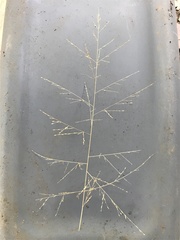 Eragrostis curtipedicellata