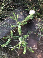 Agathosma ciliaris