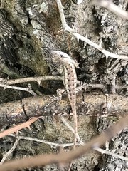 Sceloporus olivaceus
