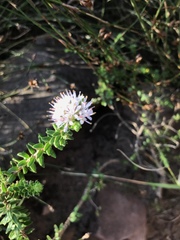 Agathosma ciliaris