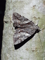 Catocala blandula