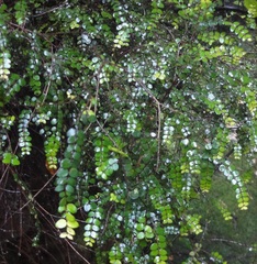 Metrosideros diffusa