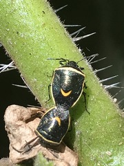 Cosmopepla decorata
