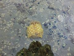 Doris wellingtonensis