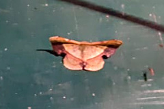Fascellina