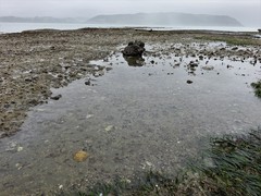 Doris wellingtonensis