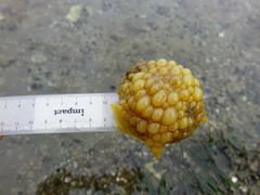 Doris wellingtonensis