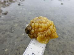 Doris wellingtonensis