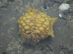 Doris wellingtonensis