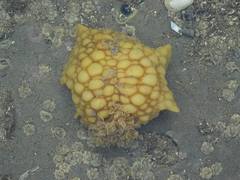 Doris wellingtonensis