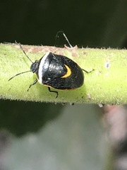 Cosmopepla decorata