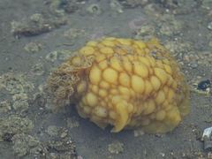 Doris wellingtonensis