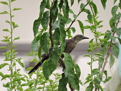 Quiscalus mexicanus