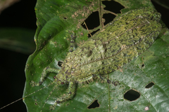 Sathrophylliopsis longepilosa