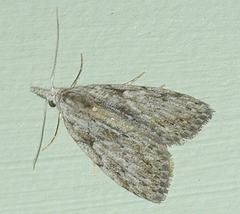 Nola vernalis