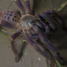 Malaysian Purple Earth Tiger Tarantula - Photo (c) antonsrkn, some rights reserved (CC BY-NC)