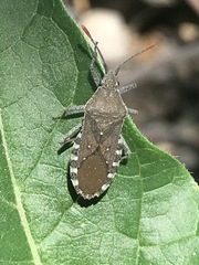 Catorhintha apicalis