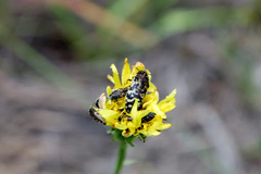 Acmaeodera mixta