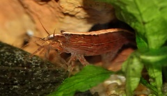 Australatya striolata