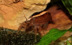 Australatya striolata