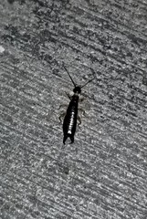 Euborellia annulipes