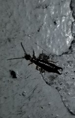 Euborellia annulipes