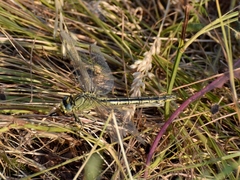 Gomphus pulchellus