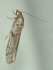 Cryptoblabes hemigypsa