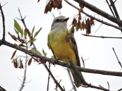 Tyrannus melancholicus