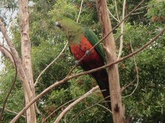 Alisterus scapularis scapularis