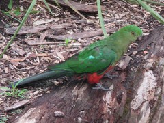 Alisterus scapularis scapularis