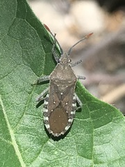 Catorhintha apicalis