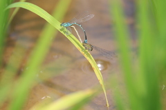 Paracercion calamorum