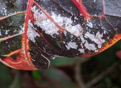 Golovinomyces sordidus