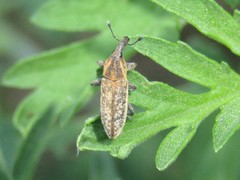 Lixus scrobicollis