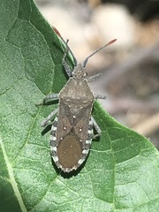 Catorhintha apicalis