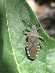 Catorhintha apicalis