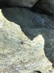 Mitopus glacialis