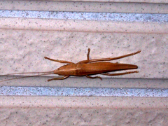 Pyrgocorypha subulata