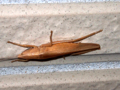 Pyrgocorypha subulata