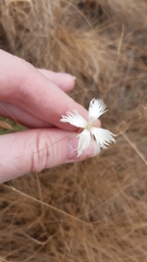 Dianthus acicularis