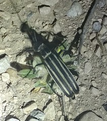 Epicauta atrivittata