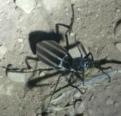 Epicauta atrivittata