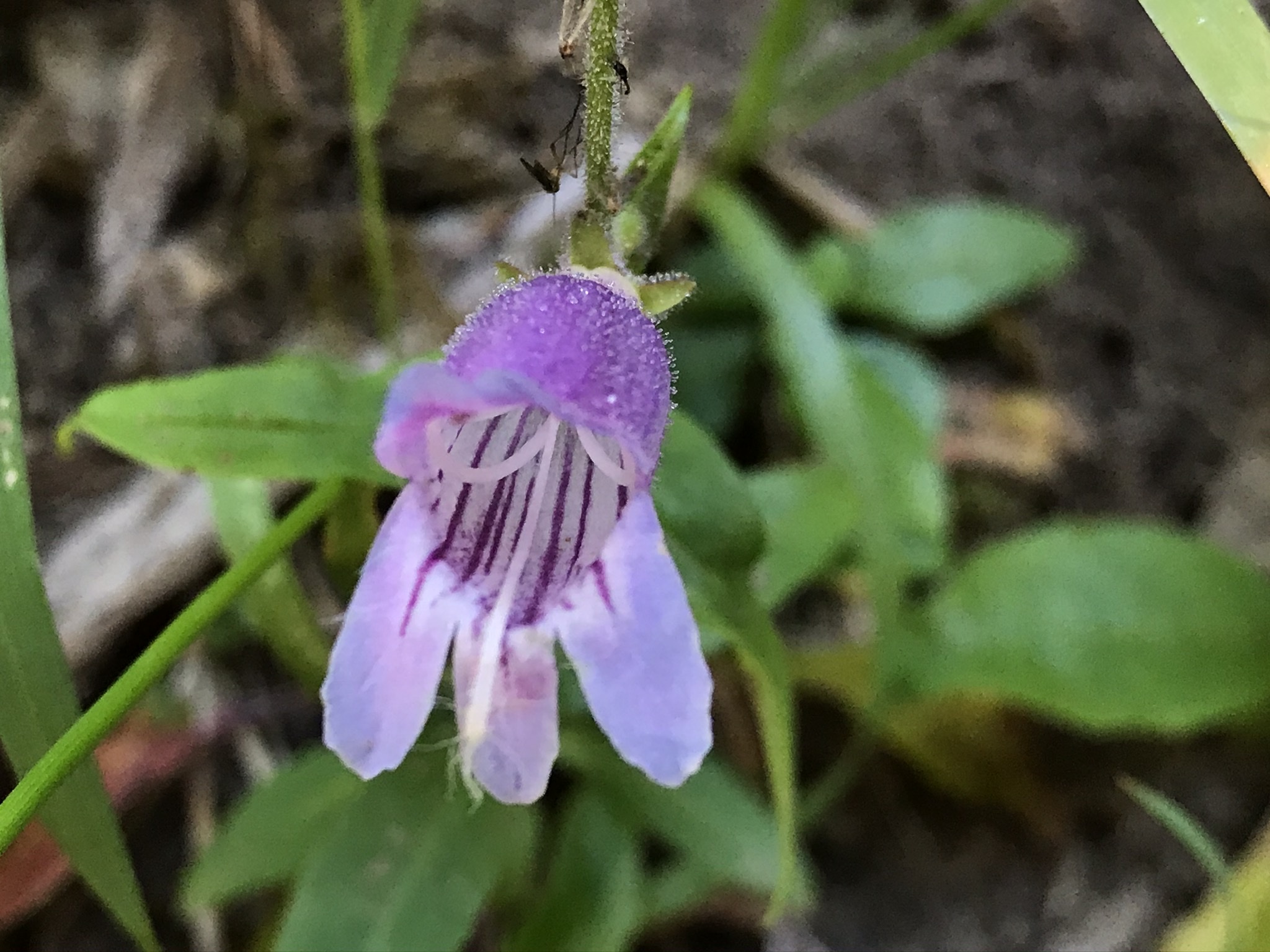 Penstemon rattanii var. rattanii